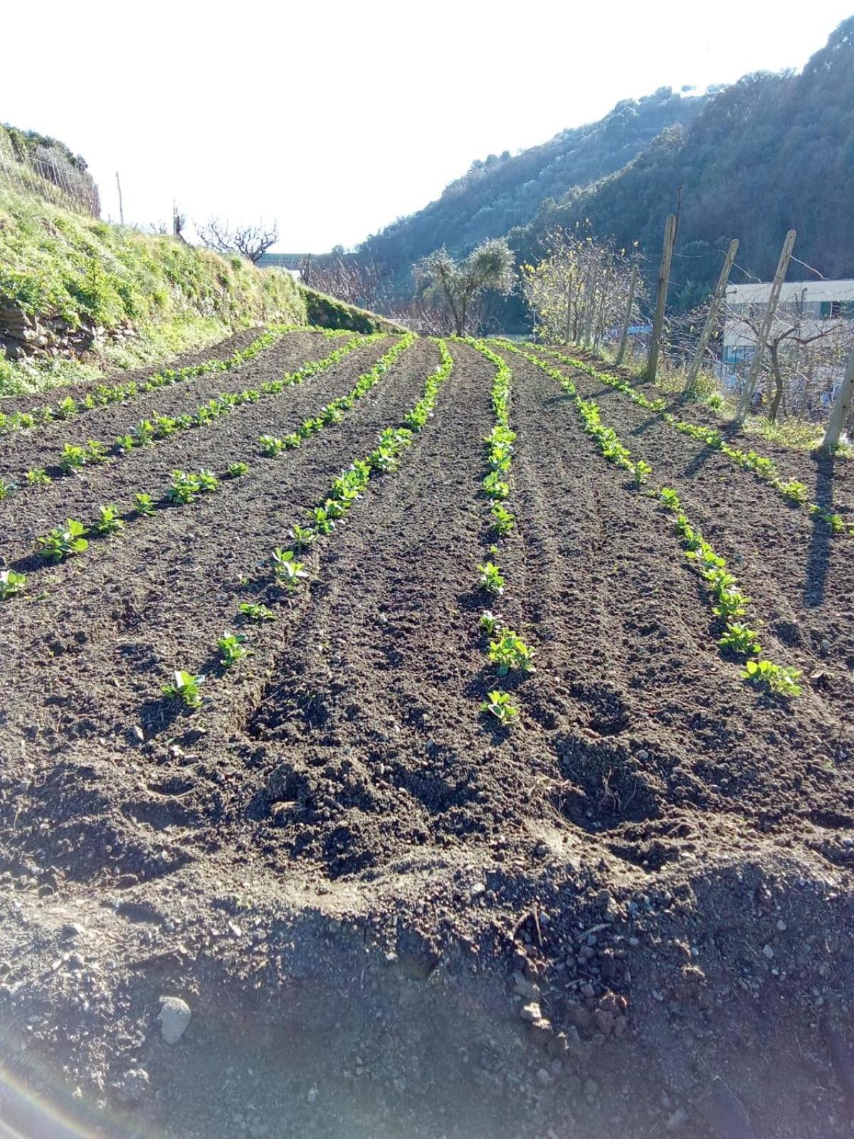 Agriturismo Cele Celle Ligure Extérieur photo