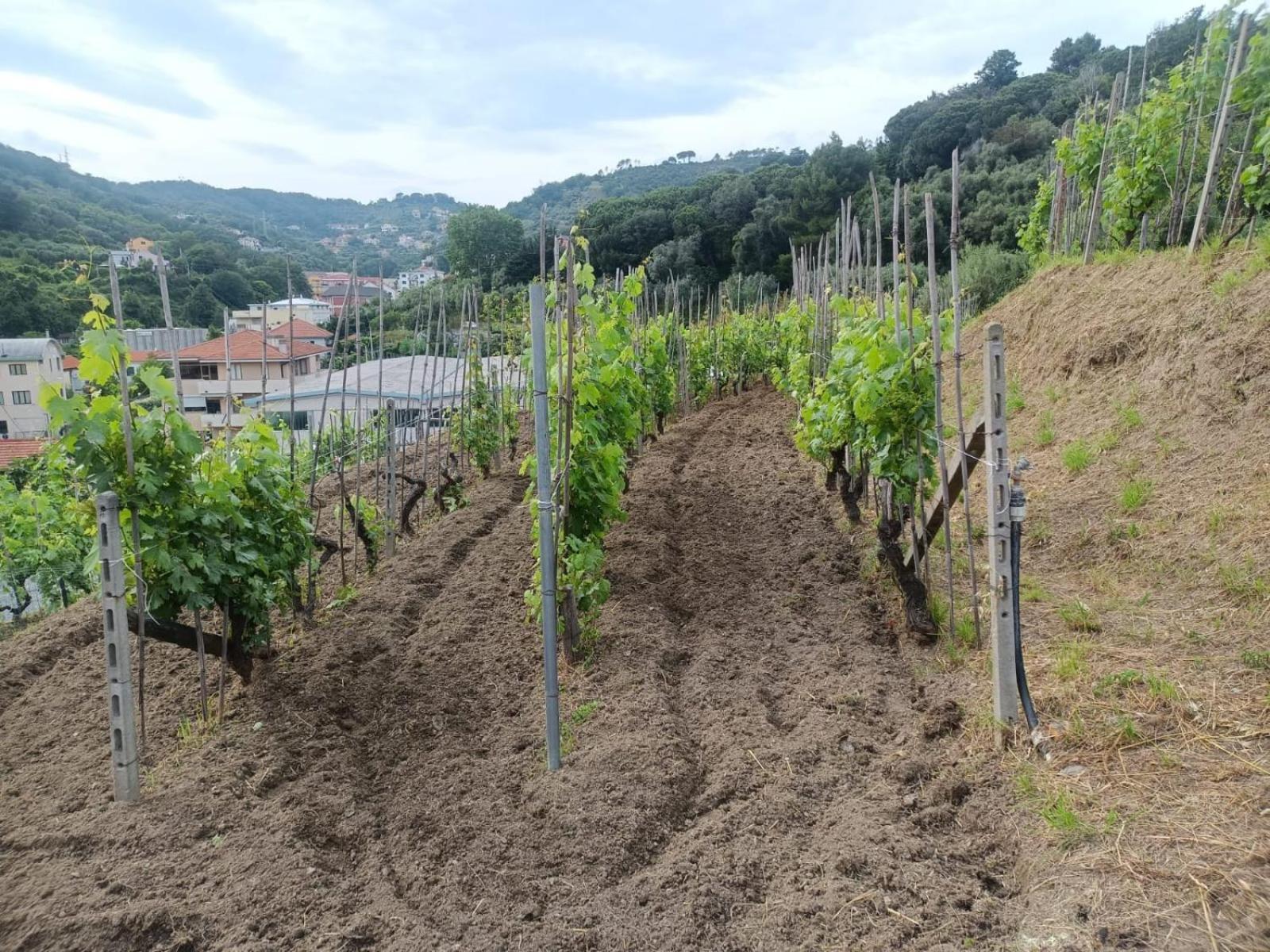 Agriturismo Cele Celle Ligure Extérieur photo